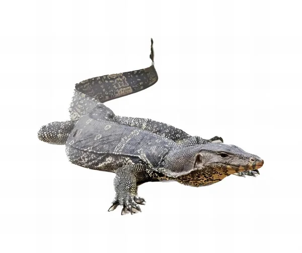 Ett Fotografi Stor Alligator Med Lång Svans Och Lång Svans — Stockfoto