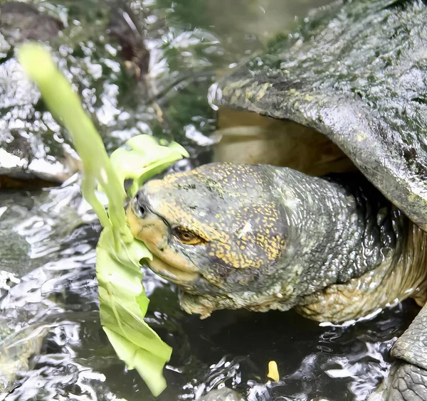 Photography Turtle Eating Leaf Pond Turtle Eating Plant Water — Stock Photo, Image