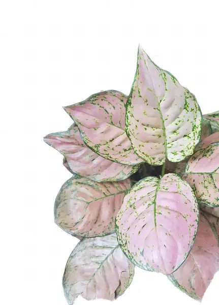 Een Foto Van Een Roze Witte Plant Met Groene Bladeren — Stockfoto