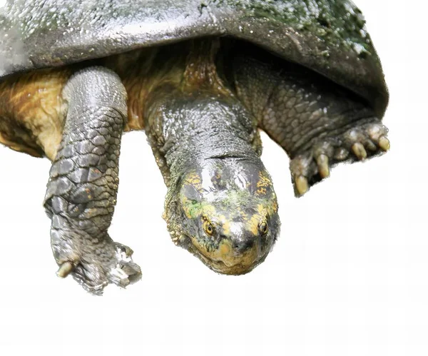 Fotografia Żółwia Głową Nad Ziemią Jest Żółw Który Leży Ziemi — Zdjęcie stockowe