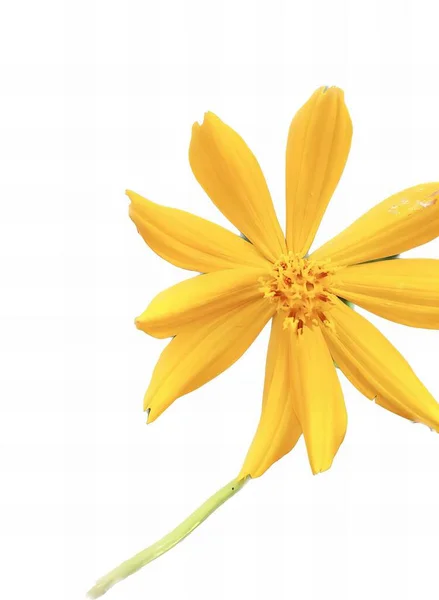 a photography of a single yellow flower with a stem on a white background, yellow flower with green stem on white background with water droplets.