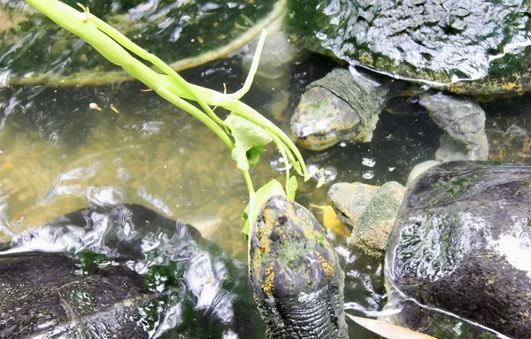 Een Foto Van Een Schildpad Een Vijver Met Rotsen Water — Stockfoto