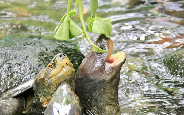 Una Fotografía Una Tortuga Comiendo Una Planta Agua Hay Una — Foto de Stock