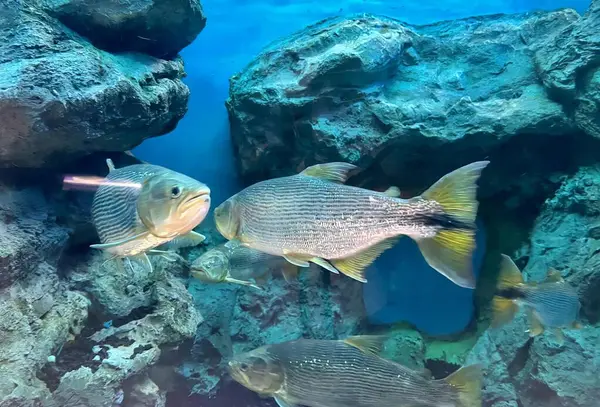 a photography of two fish swimming in a tank next to rocks, there are two fish swimming in a tank next to rocks.