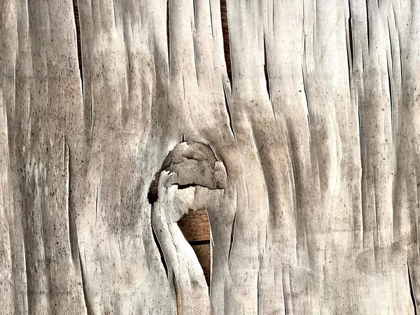 Uma Fotografia Pássaro Cutucando Sua Cabeça Fora Buraco Uma Árvore — Fotografia de Stock