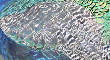 Mavi kuyruklu ve yeşil kuyruklu bir tavus kuşunun fotoğrafı. Mavi arkaplanlı bir tavus kuşunun tüylerinin yakın çekimi var..