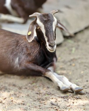 Arka planda başka bir keçiyle yere uzanmış bir keçinin fotoğrafı. Yerde yatan bir keçi var..