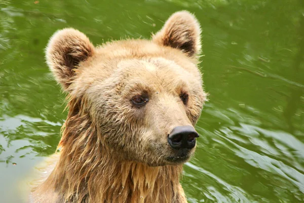 カメラを見ている水の中の茶色の熊の写真は 水中で泳いでいる茶色の熊です — ストック写真
