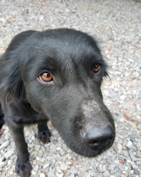 a photography of a black dog with a sad look on his face, there is a black dog that is looking at the camera.
