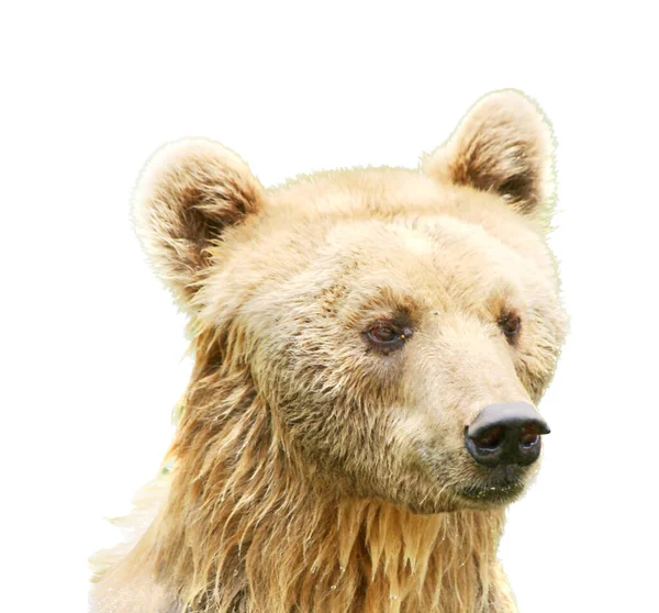 Fotografie Medvěda Mokrou Srstí Bílým Pozadím Trávě Stojí Medvěd Hnědý — Stock fotografie