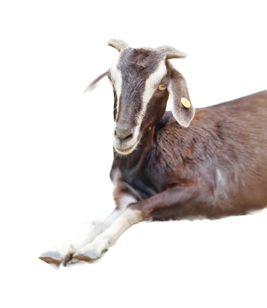 Photography Goat Laying Its Back Tag Its Ear Goat Laying — Stock Photo, Image