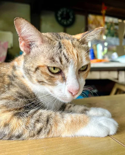 Eine Fotografie Einer Katze Die Auf Einem Tisch Einer Küche — Stockfoto