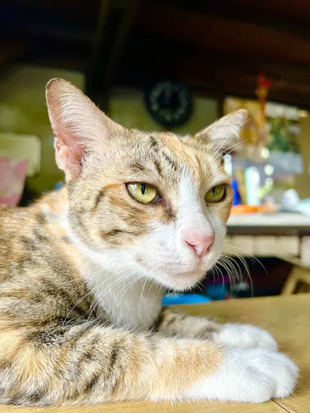 부엌에서 테이블에 누워있는 고양이의 테이블에 누워있는 고양이가 있습니다 — 스톡 사진