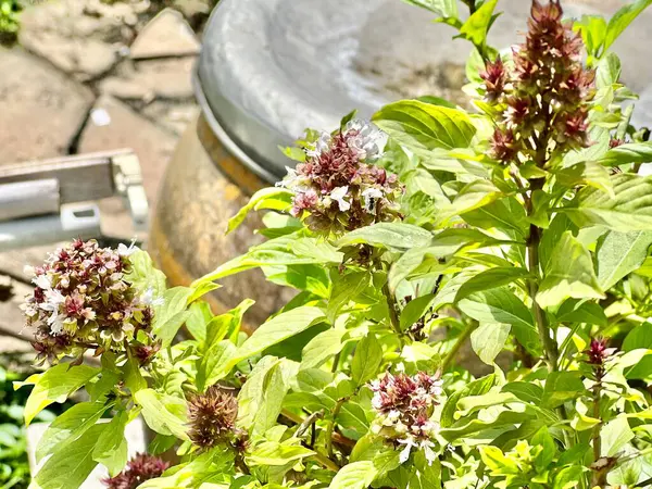 a photography of a plant with flowers and a bird bath in the background, there is a bird that is sitting on a plant in the garden.