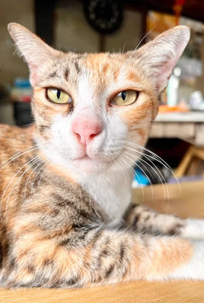 Foto Seekor Kucing Tergeletak Atas Meja Melihat Kamera Ada Seekor — Stok Foto