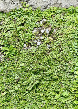 Taş bir duvarda büyüyen yeşil bir bitkinin fotoğrafı. Taş bir duvarda büyüyen yeşil bir bitkinin yakın çekimi..