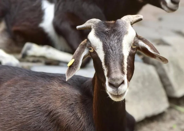 a photography of a goat with a tag on its ear, there are two goats that are standing next to each other.