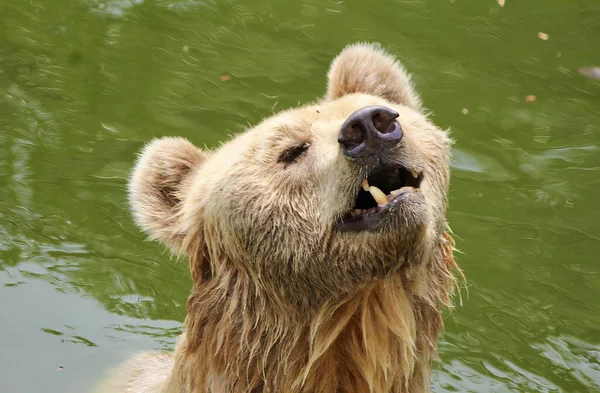 口が開いた水の中のクマの写真です 口が開いた水の中にあるクマがあります — ストック写真