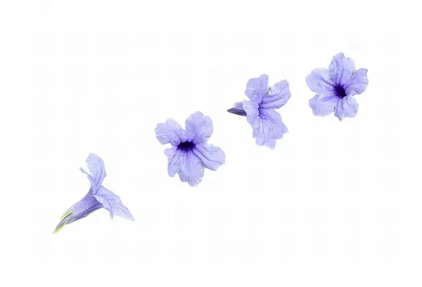 一组紫色的花在空气中飘扬 紫色的花在白色的表面上飘扬的照片 — 图库照片