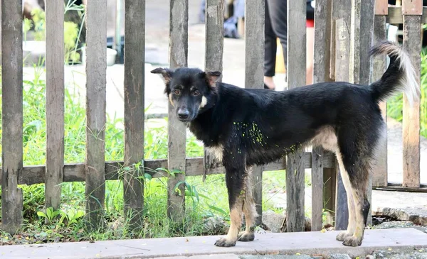 Eine Fotografie Eines Hundes Der Auf Einem Bürgersteig Neben Einem — Stockfoto
