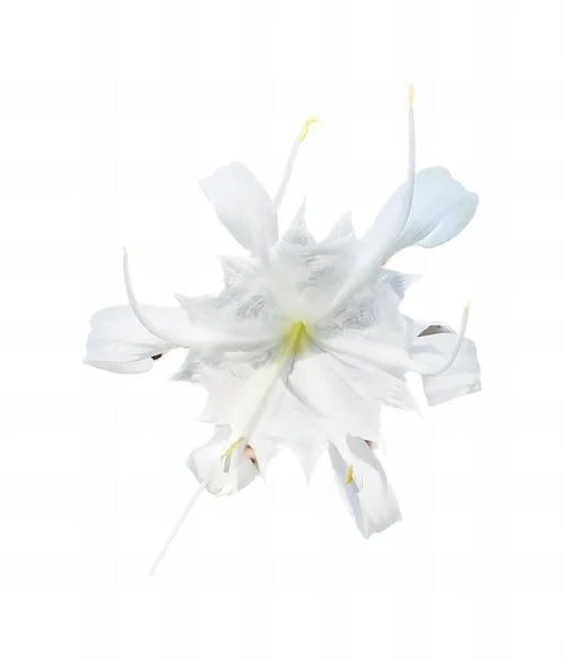 Uma Fotografia Uma Flor Branca Com Centro Amarelo Uma Flor — Fotografia de Stock