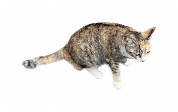 การถ ายภาพของแมวก งกระโดดข นไปในอากาศม แมวท กระโดดข นไปในอากาศ — ภาพถ่ายสต็อก