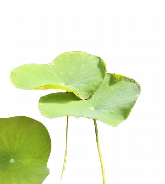 Fotografie Zeleného Listu Bílým Pozadím Něm Zelený List Žlutým Květem — Stock fotografie