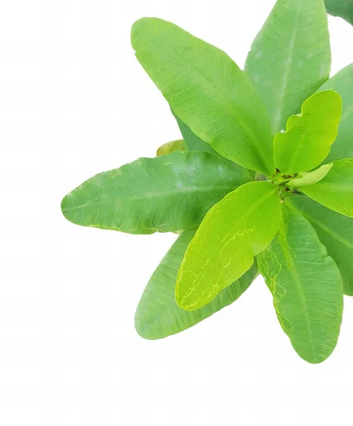 Φωτογραφία Ενός Φυτού Πράσινα Φύλλα Λευκό Φόντο Υπάρχει Ένα Πράσινο — Φωτογραφία Αρχείου