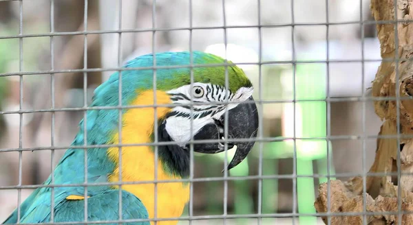 Uma Fotografia Papagaio Uma Gaiola Olhando Para Câmera Papagaio Que — Fotografia de Stock