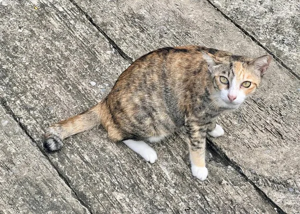 Fotografi Seekor Kucing Duduk Lantai Kayu Melihat Atas Ada Seekor — Stok Foto