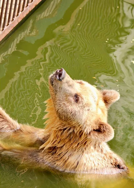 Μια Φωτογραφία Μιας Αρκούδας Που Κολυμπάει Μια Λίμνη Νερό Υπάρχει — Φωτογραφία Αρχείου