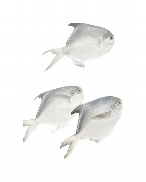 3匹の魚が 白い表面に泳いでいる写真です 3匹の魚が 白い表面の水中で泳いでいます — ストック写真