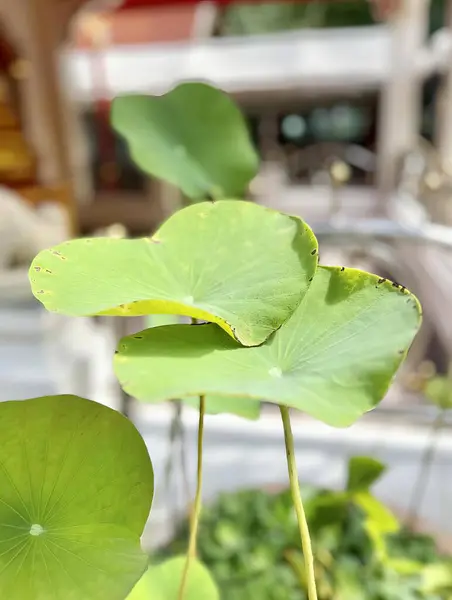 Eine Fotografie Einer Pflanze Mit Vielen Blättern Darin Einem Topf — Stockfoto