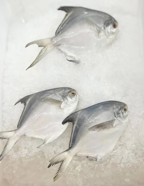 氷の山の上に座っている3匹の魚の写真 テーブルの上に氷の上に座っている3匹の魚の写真 — ストック写真
