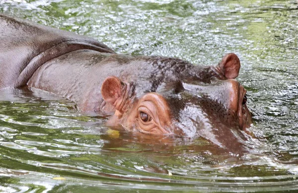 Una Fotografía Hipopótamo Agua Con Cabeza Por Encima Del Agua — Foto de Stock