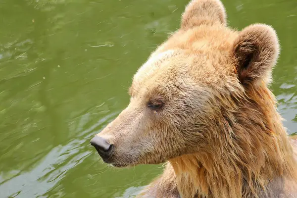 茶色の熊が水を泳いでいる写真には 水中で泳いでいる茶色の熊がいます — ストック写真