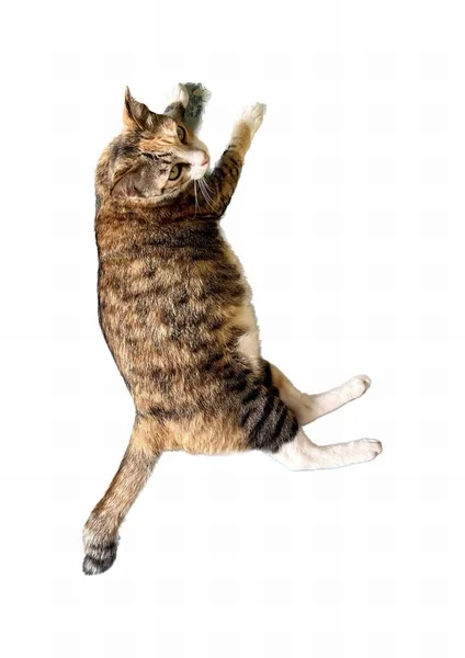 Μια Φωτογραφία Μιας Γάτας Πηδάει Στον Αέρα Υπάρχει Μια Γάτα — Φωτογραφία Αρχείου