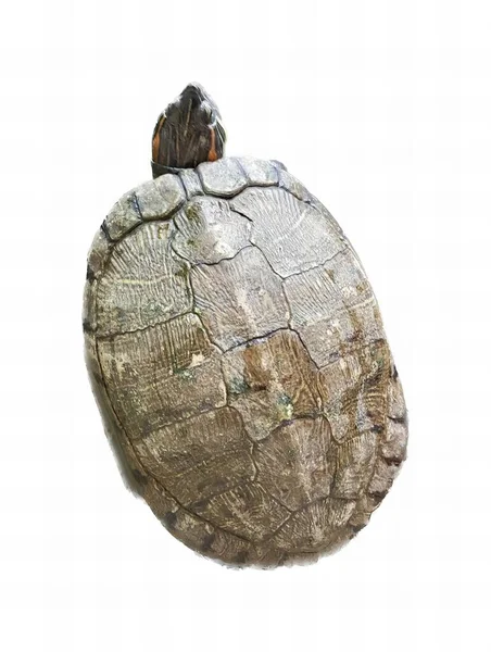 a photography of a turtle shell with a small turtle on top, there is a turtle that is sitting on a rock.