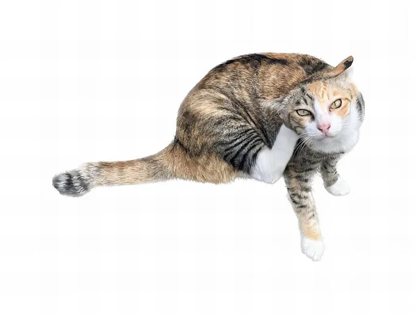 การถ ายภาพของแมวนอนอย บนพ ขาว แมวท งนอนลงบนพ — ภาพถ่ายสต็อก