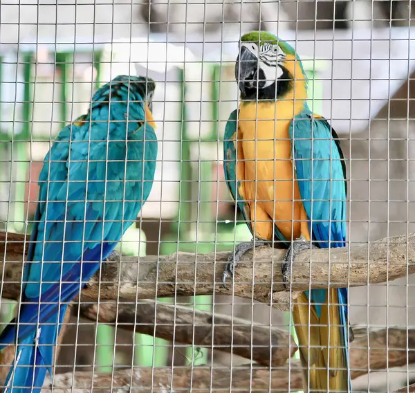 Фотография Двух Красочных Птиц Сидящих Ветке Клетке Два Попугая Сидят — стоковое фото