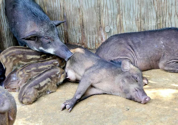 Uma Fotografia Casal Animais Deitados Cima Chão Cimento Dois Porcos — Fotografia de Stock