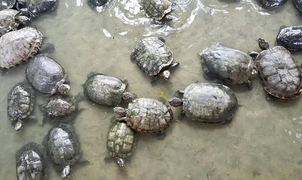 Een Foto Van Een Groep Schildpadden Een Watermassa Zijn Veel — Stockfoto