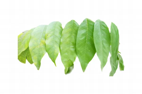 Фотография Группы Зеленых Листьев Свисающих Ветки Много Зеленых Листьев Ветке — стоковое фото