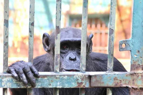 Una Fotografía Chimpan Mirando Través Una Valla Metálica Barrada Hay — Foto de Stock