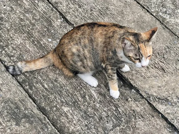 Eine Fotografie Einer Katze Die Auf Einem Holzboden Sitzt Und — Stockfoto