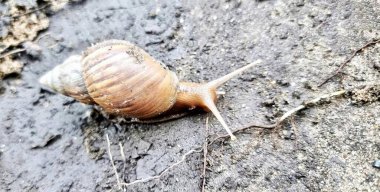 Çamurdaki bir kayanın üzerinde sürünen bir salyangozun fotoğrafı. Çamurdaki bir salyangozun küçük bir sopayla sürünmesi..