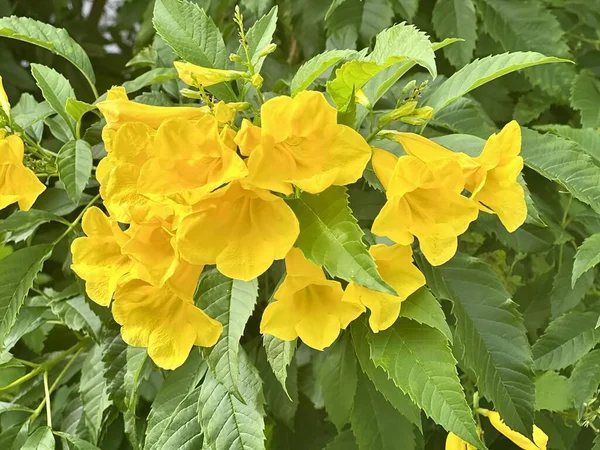 Fotografie Žlutého Květu Zelenými Listy Pozadí Koňské Kaštanové Květy Kvetoucí — Stock fotografie