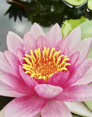 Pembe bir nilüfer çiçeğinin fotoğrafı. Gölette sarı mantarlı, pembe bir nilüfer zambağı..