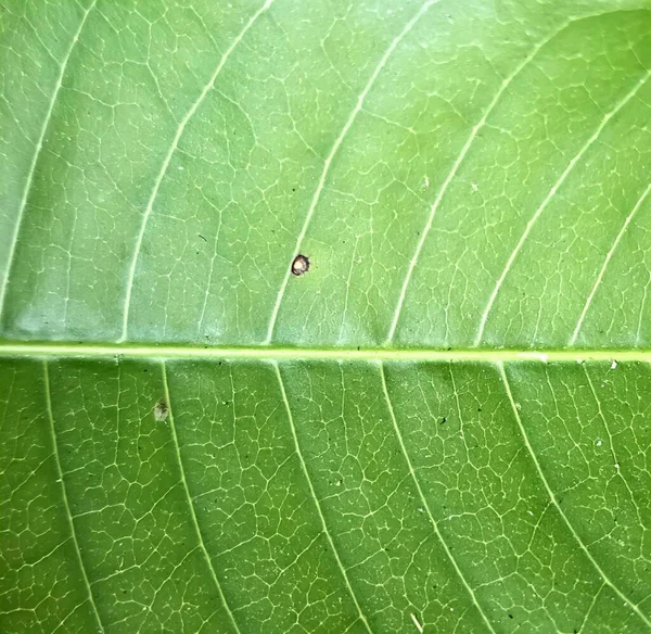 Μια Φωτογραφία Ενός Πράσινου Φύλλου Ένα Μικροσκοπικό Έντομο Πάνω Του — Φωτογραφία Αρχείου