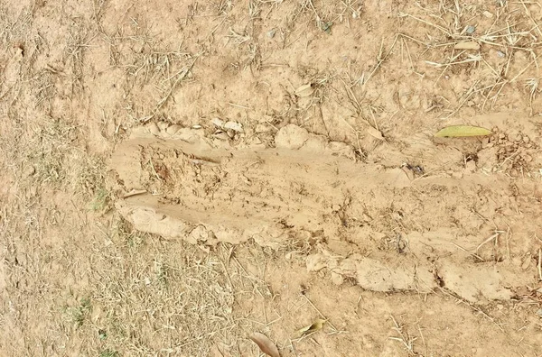a photography of a dirt ground with a dog paw print in the middle, dung beetle tracks in the dirt on a field with grass.
